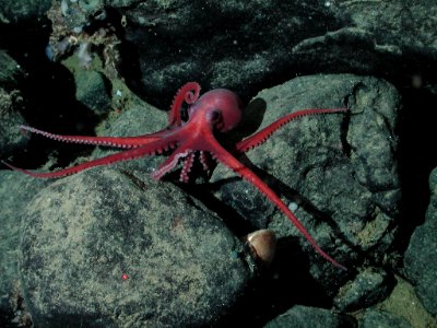 MBNMS -- Benthic Octopus