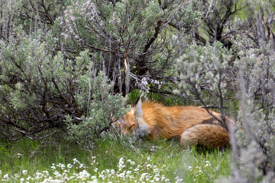 Sleeping fox, Lamar Valley