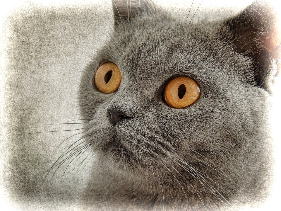 Cat's eyes animal pet