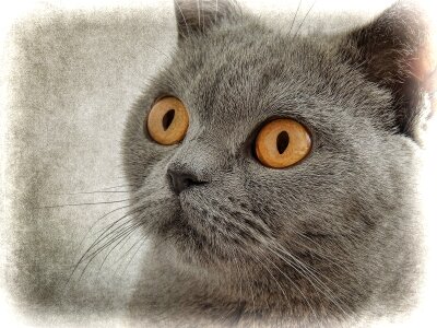Cat's eyes animal pet