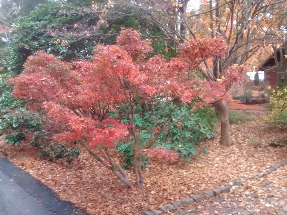 IMG 20151106 101451137