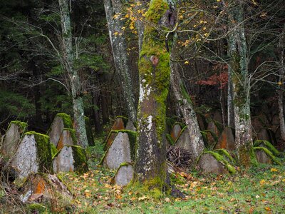 Abandoned cemetery france photo