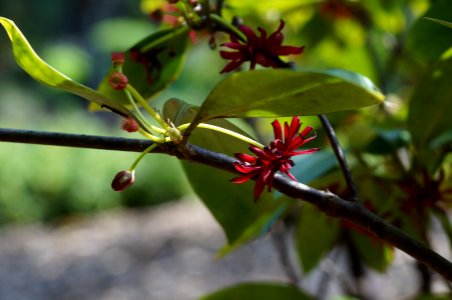 Dark red flowers of  star anise (Illicium)