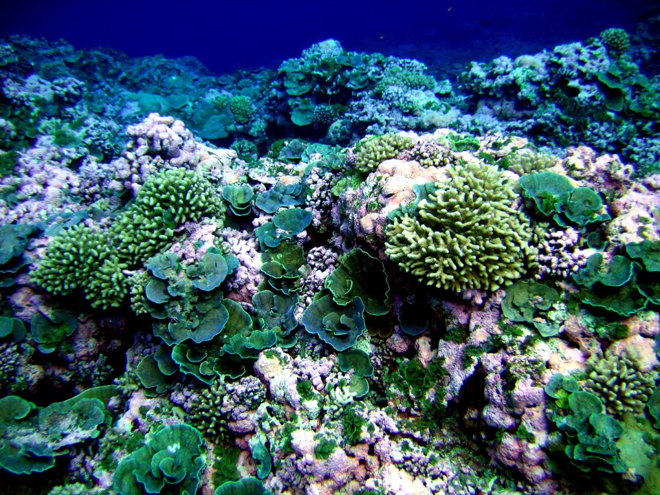 NMSAS - Corals Swains Island