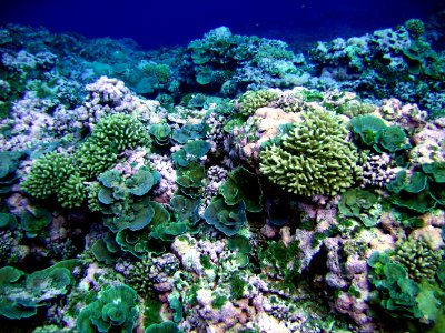 NMSAS - Corals Swains Island photo
