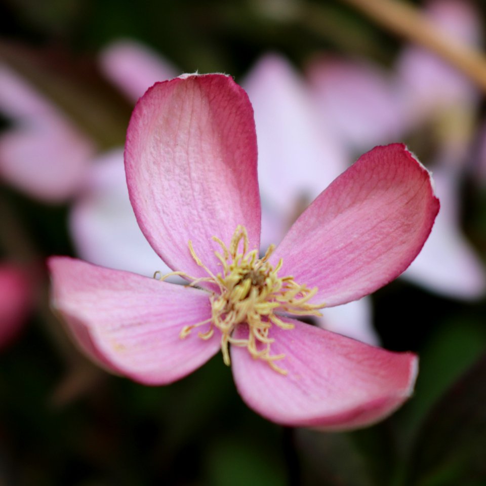 Clematis