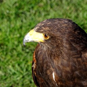 Hawk Eye photo