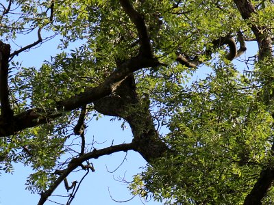 Green Woodpecker photo