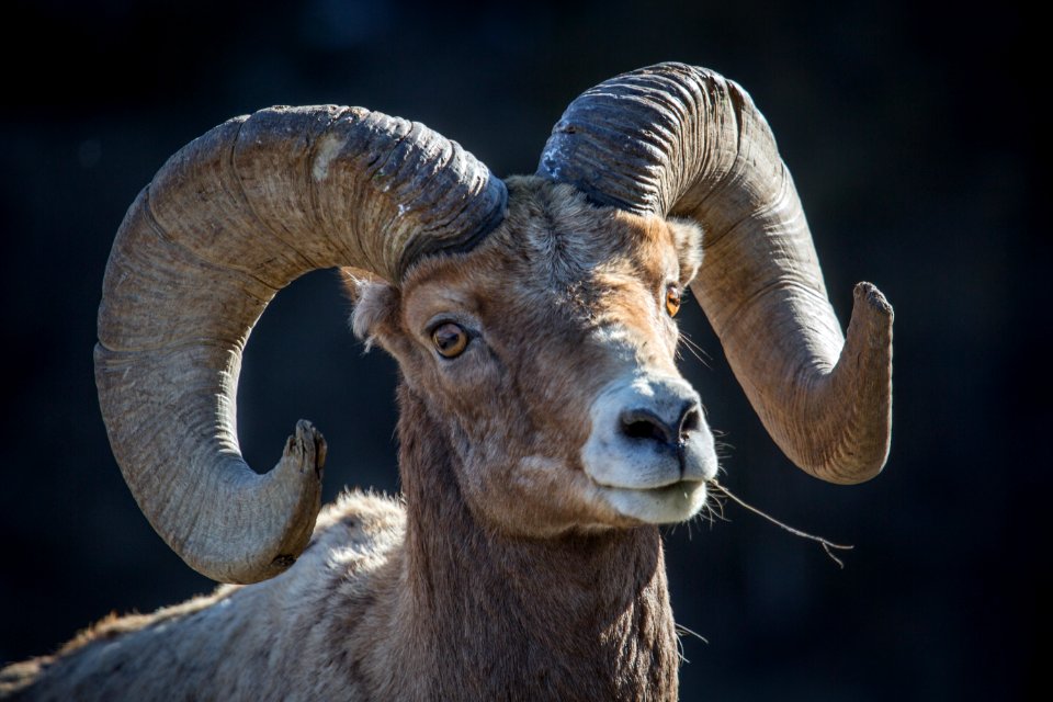 Bighorn sheep, Lamar Valley