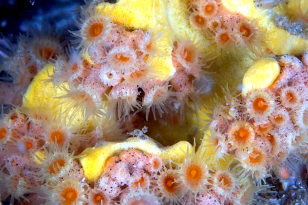 GRNMS - Soft Corals On Yellow Sponge photo