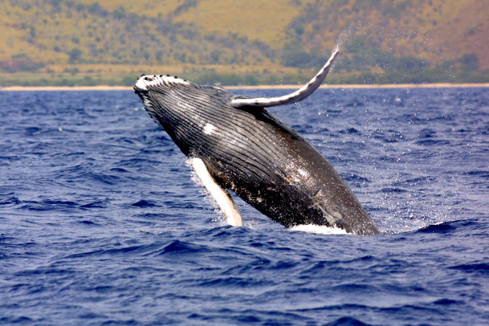 HIHWNMS - humpback - Permit782-1438
