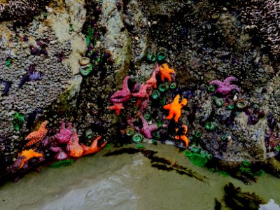 Tidepool photo