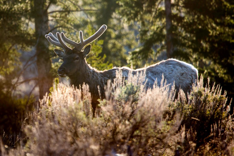 Bull elk, Blacktail Deer Plateau