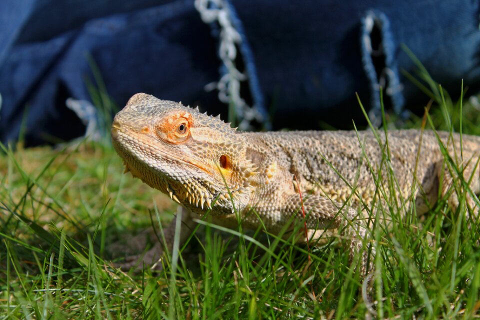 Awesome animal young