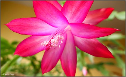Christmas Cactus
