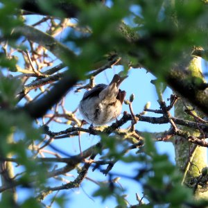 Long-tailed Tit's Bum. photo