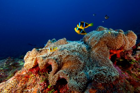 Anemone And Fish