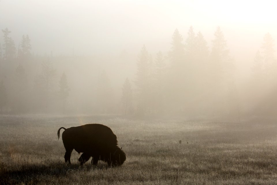 Bison, Lower Geyser Basin