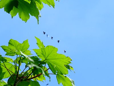 St. Mark's flies. photo