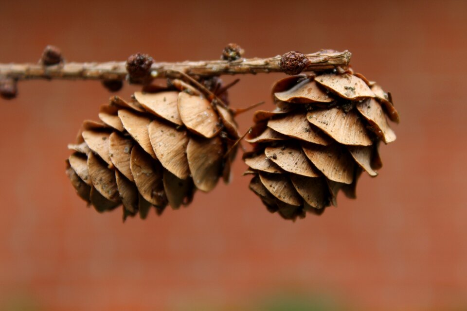 Wood nature fir tree photo