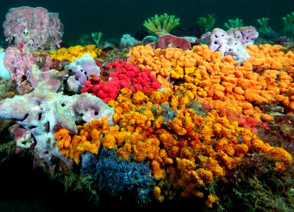 GRNMS - tunicates photo