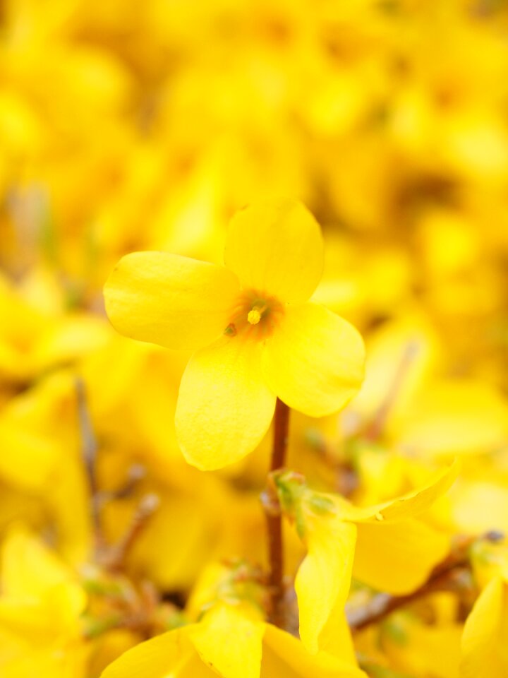 Branches yellow gold lilac