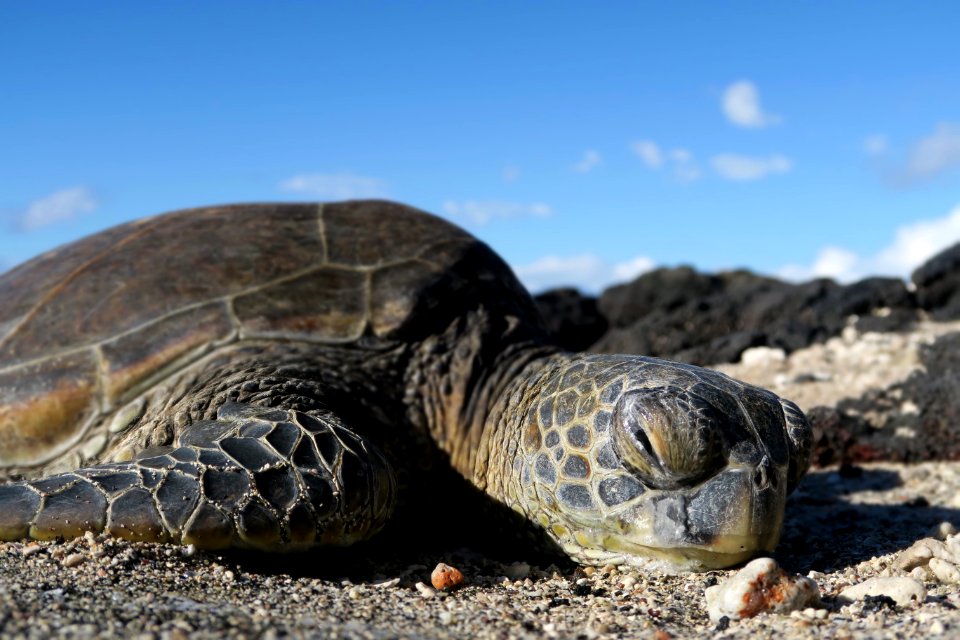 HIHWNMS - green sea turtle