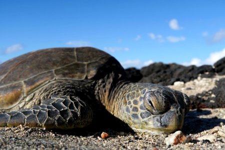 HIHWNMS - green sea turtle