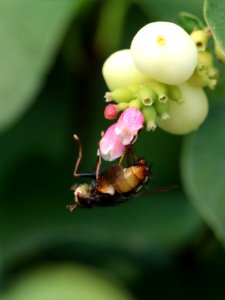 Hoverfly Dropping Off