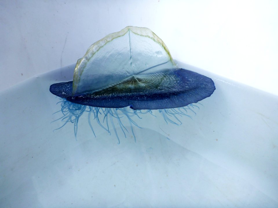 CBNMS - Velella Velella