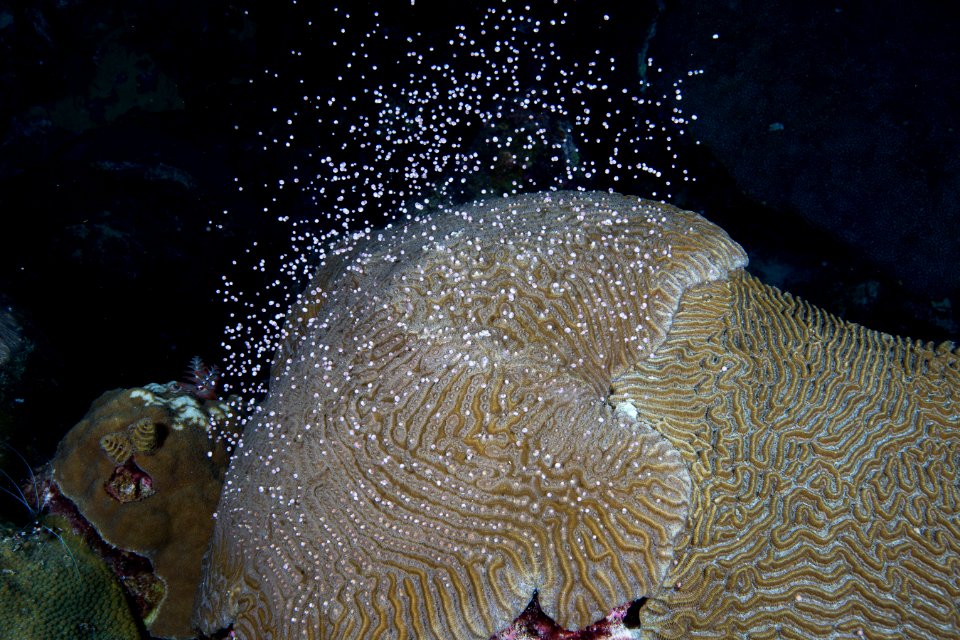 FGBNMS Brain Coral