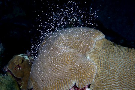 FGBNMS Brain Coral photo