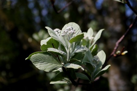 Bokeh Buds 02 photo