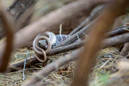 Snake on snake