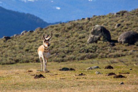 Pronghorn, Lamar Valley photo