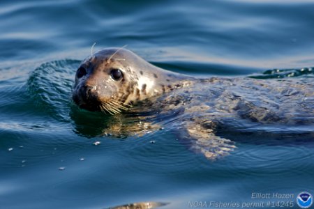 SBNMS - Harbor Seal photo