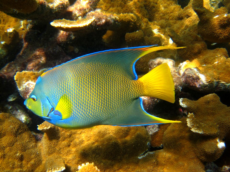 FKNMS - townsend angelfish photo