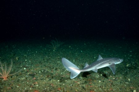 OCNMS -- Spiny Dogfish