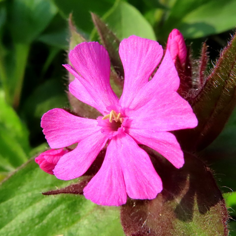 Red Campion photo