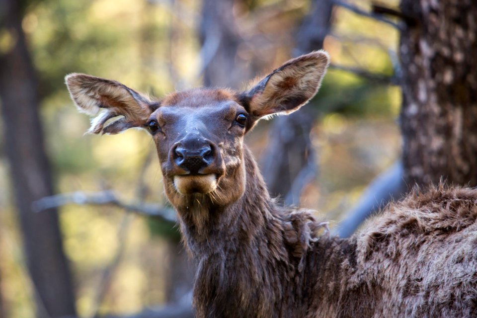 Cow elk, Mammoth Hot Springs