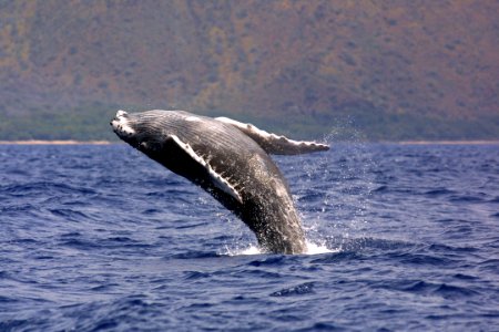 HIHWNMS - sanctuaryoceancount-NOAAFisheriesPermit782-1438