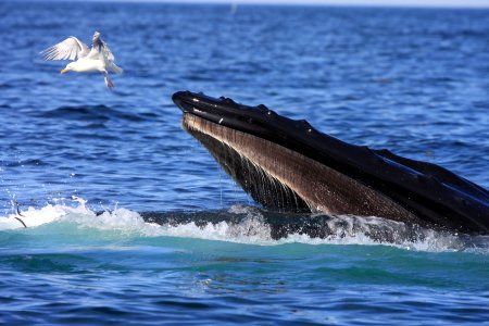 SBNMS - humpback sand lance herring gull photo