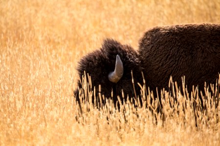 Bison, Lamar Valley