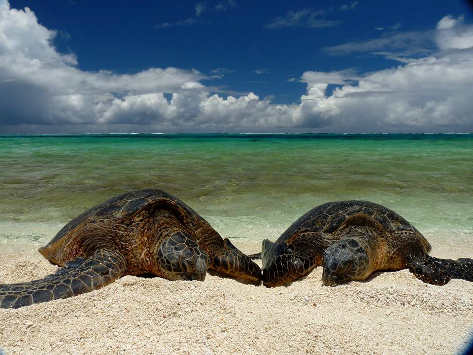 PMNM - Green Turtles on the beach