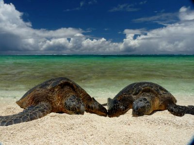PMNM - Green Turtles on the beach photo