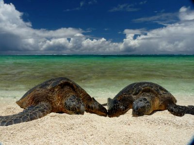 PMNM - Green Turtles on the beach