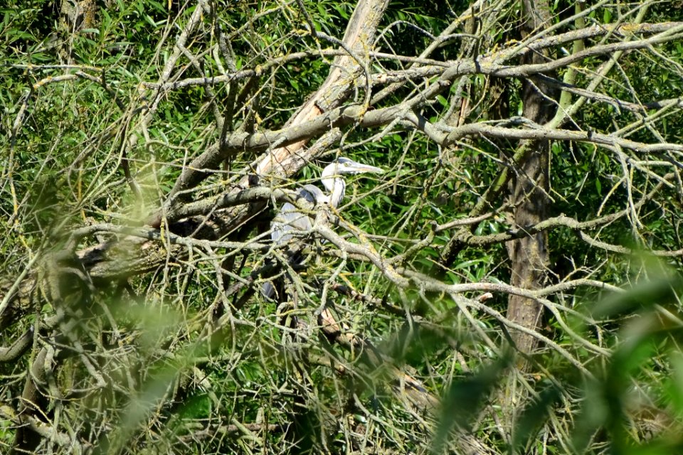 Heron Tree photo