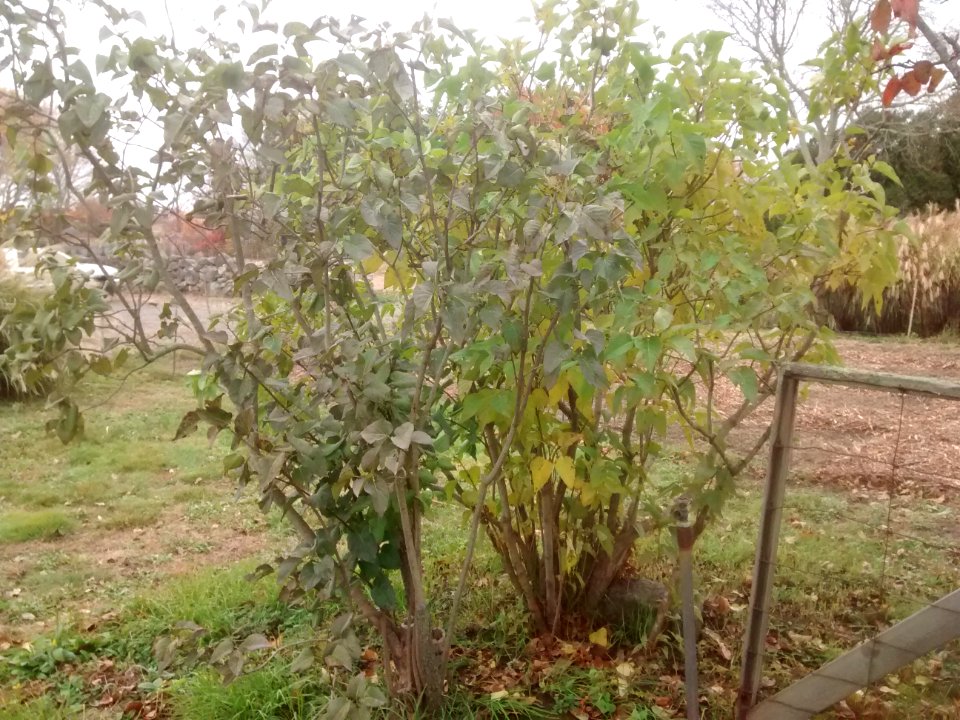 IMG 20151106 092926158