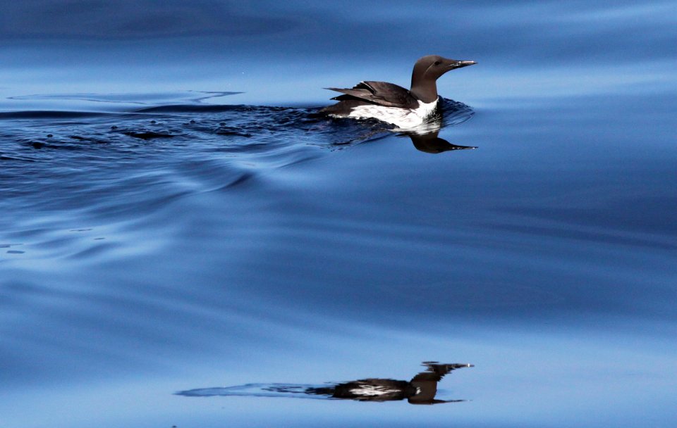 CBNMS - Common Murre- Uria aalge (Alcidae)