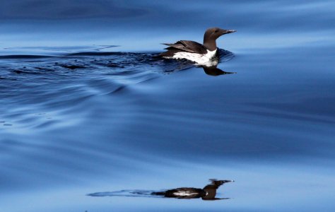 CBNMS - Common Murre- Uria aalge (Alcidae)